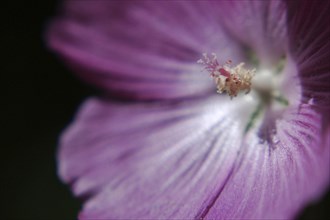 Closeup of Mauve flower