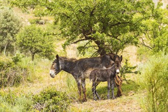 A donkey and her donkey in a meadow in the mountains of Sicily