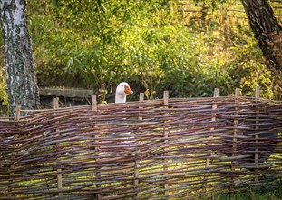 Rustic image with a german bird farm with a white goose behind a fence wattled with twigs