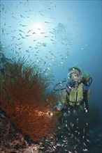 Diver and Black coral, Antipathes dichotoma, Maya Thila, North Ari Atoll, Maldives, Asia