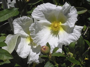 White rock rose, cistus