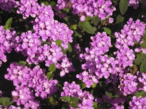 Pink flowers on a hedge