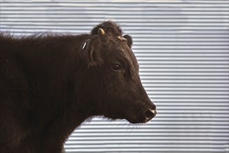 Cute Angus yearling calf, Westland, New Zealand, Oceania