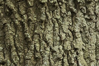 Deeply fissured bark of Oak Tree in English woodland