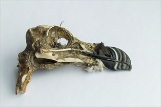 Seabird Razorbill skull, washed up on Pagham beach during winter storms