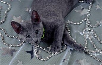 Russian blue cat