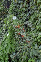 Larger bindweed (Calystegia sepium), and snakeweed (Rauwolfia or Rauvolfia), Kempten, Allgäu,