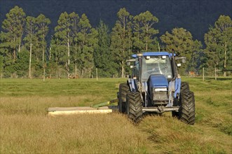 Tractor mowing pasture for silage, West Coast, South Island, New Zealand, Oceania