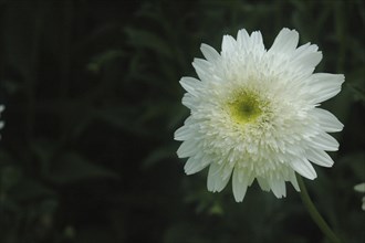 White Chrysanthemum, Esther Read