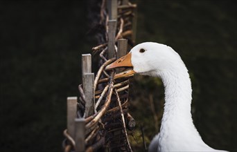 Angry goose biting from a wattle fence, in low light, while looking at the camera