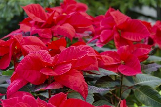 Close up of a reddish poinsettia