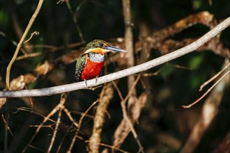 Close-up of a Green-and-rufous Kingfisher perched on a branch, looking for prey, Pantanal Wetlands,