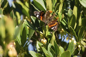 A butterfly resting on a branch with green leaves and yellow flowers in the sunlight, pollinating