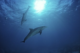 Bottlenose dolphin, dolphin, Tursiops truncatus, Maldives, Indian Ocean, Asia