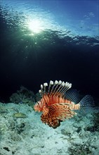 Common lionfish in coral reef, Pterois volitans, Indonesia, Raja Ampat, Irian Jaya, West Papua,