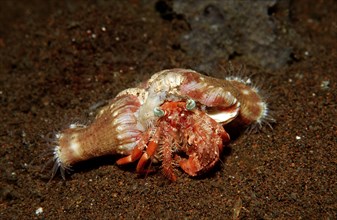 Anemone hermit crab, Dardanus pedunculatus, Calliactis parasitica, Bali, Indian Ocean, Indonesia,