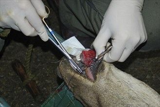 A vet sews up the torn bottom lip of a red deer hind in New Zealand