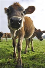 Young jersey calf distorted by wide angle lens