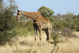 Giraffe in the bushveld of South Africa