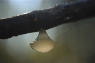 White disc fungus, probably Calycella citrinum, hanging from a branch in a tree, West Coast, South