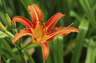 Daylily blossom