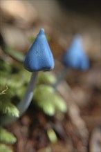 Blue toadstool, Entoloma hochstetteri, Westland, New Zealand, Oceania