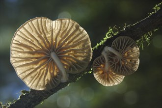 Underside of Armillaria fungi on small branch West Coast, South Island, New Zealand, Oceania