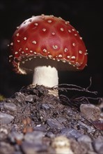 New fly agaric toadstool emerging from soil in beech forest