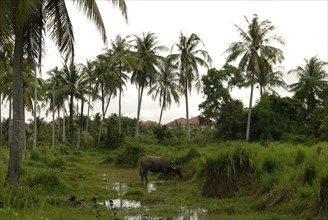 Coconut Palm Trees in Chalong, Phuket, Thailand, Asia