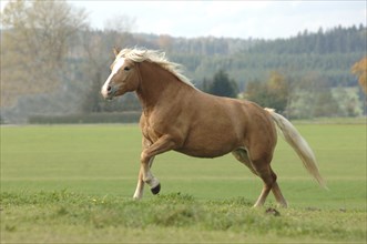 Haflinger mare at a gallop