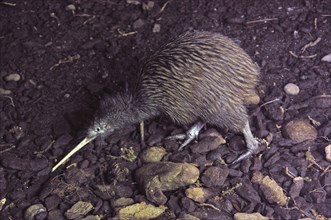 North Island brown kiwi, Apteryx australis, New Zealand, Oceania