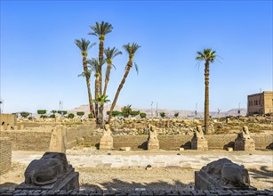 Aleey of sphinxes in Luxor temple, Egypt, Africa