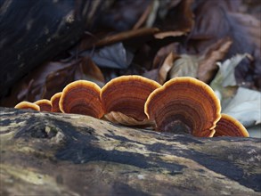 Turkeytail Fungus on Decaying Tree in English Woodland