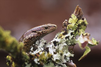 Portrait of copper skink, Lieolopisma aeneum, South Island, New Zealand, Oceania