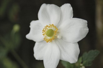 White Japanese anemone