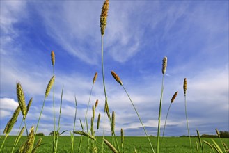 Landscape image with couple of Foxtail grass threads with the blue sky and green meadow as