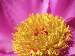 Pink and yellow peony