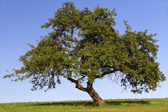 Fruit tree with cloudless sky in Pfalz, Germany, Europe