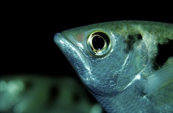 Archerfish, Toxotes jaculatrix, India, mangroves, river biotopes, Asia