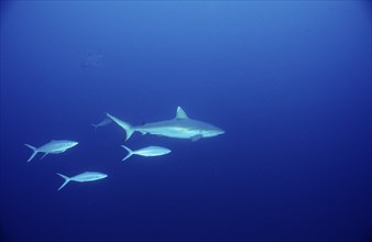 Grey reef shark, Carcharhinus amblyrhynchos, Egypt, Africa, Sinai, Sharm el Sheik, Red Sea, Africa