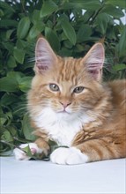 Maine Coon cat, male, 18 weeks, red classic tabby-white, sleeps on arm