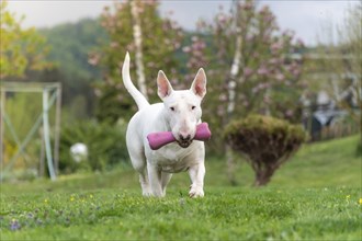 Playful white bull terrier dog with pink toy, funny portrait