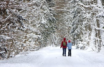 Winter hike in the forest