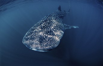 Whale shark, Rhincodon thypus, Djibouti, Djibouti, Africa, Afar Triangle, Gulf of Aden, Gulf of