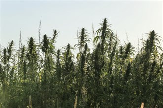 Marijuana grows in the summer countryside farm field