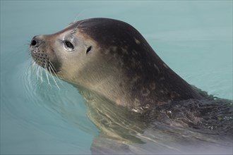 Side view of a young seal's head