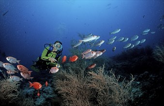 Bigeye groupers and divers, Priacanthus hamrur, Maldives, Indian Ocean, Ari Atoll, Asia