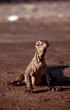 Komodo dragons eat dead dolphin, Varanus komodoensis, Rinca, Komodo National Park, Indonesia, Asia