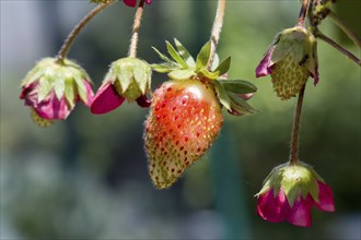 Strawberries forming and ripening in sun