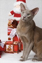 Oriental shorthair cat Christmas decoration